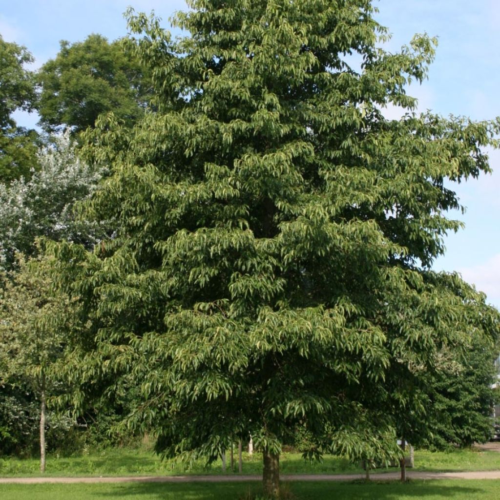 Alnus x spaethii
