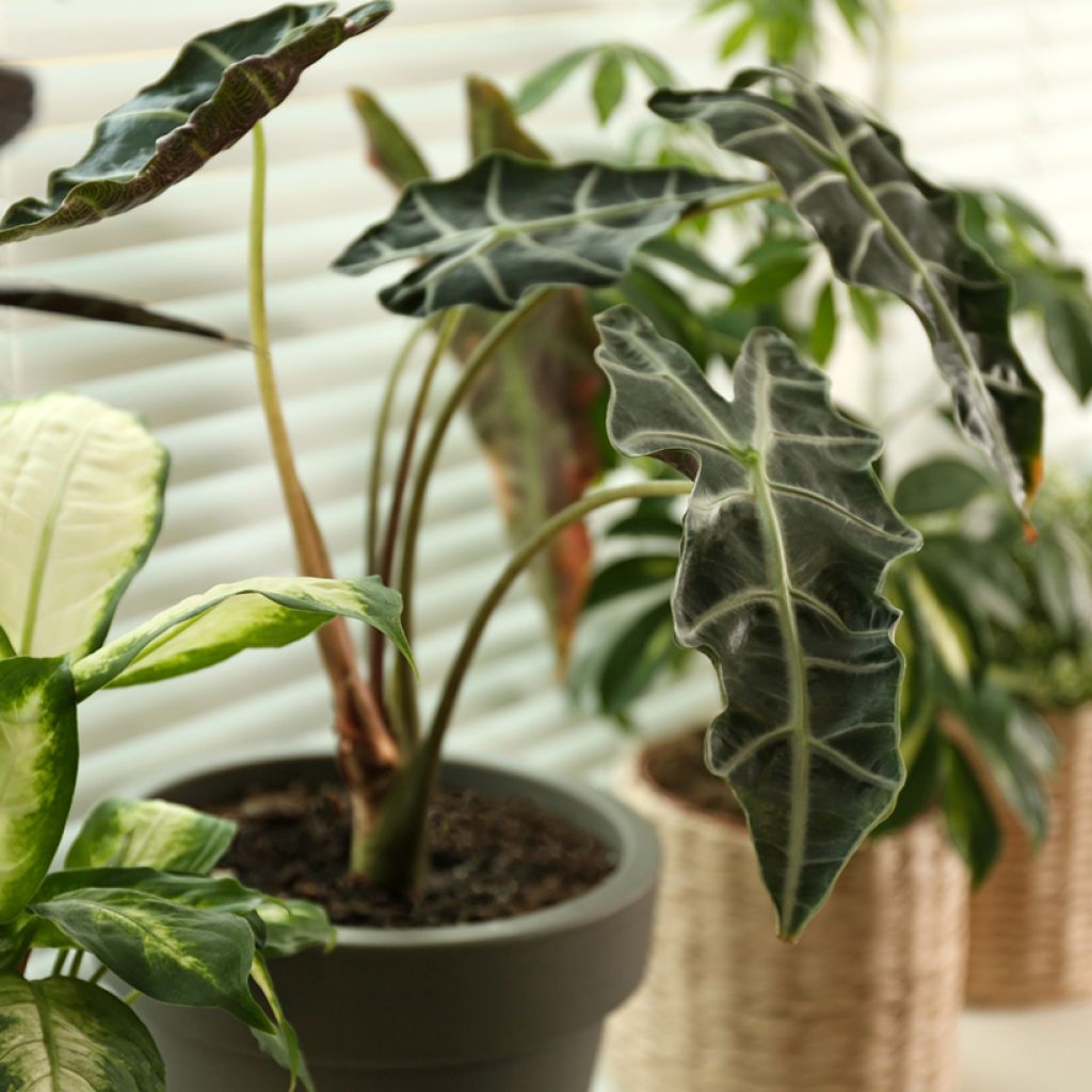Alocasia Curly Bambino - Elephant's Ear