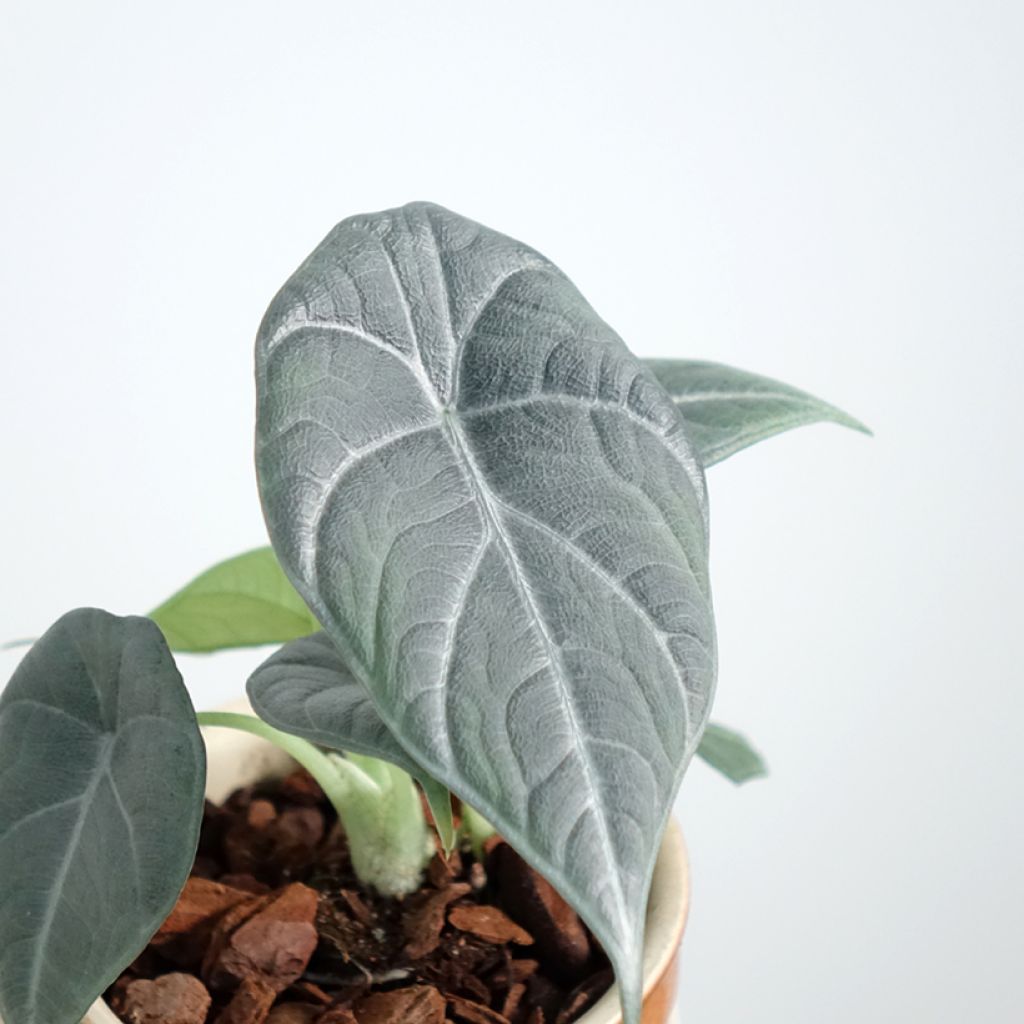 Alocasia reginula x melo Maharani - Elephant's Ear