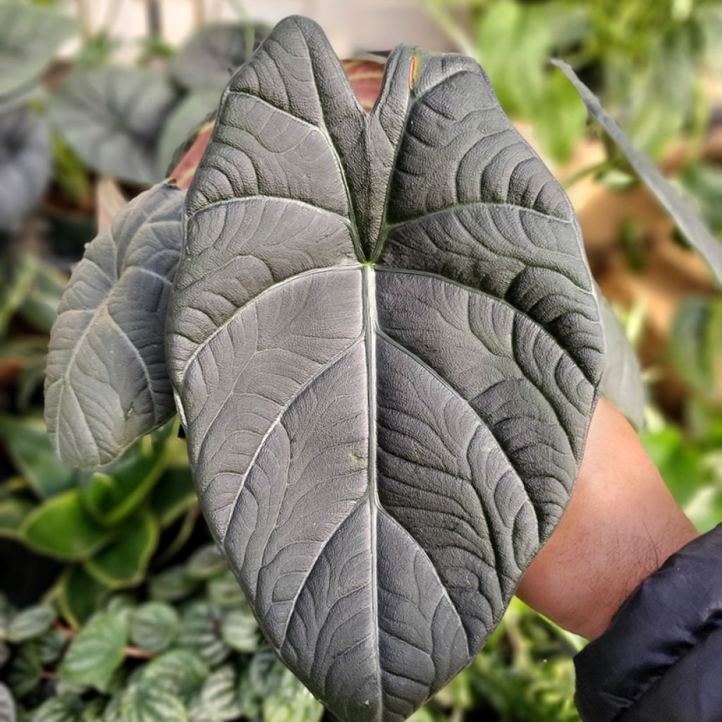 Alocasia reginula x melo Maharani - Elephant's Ear