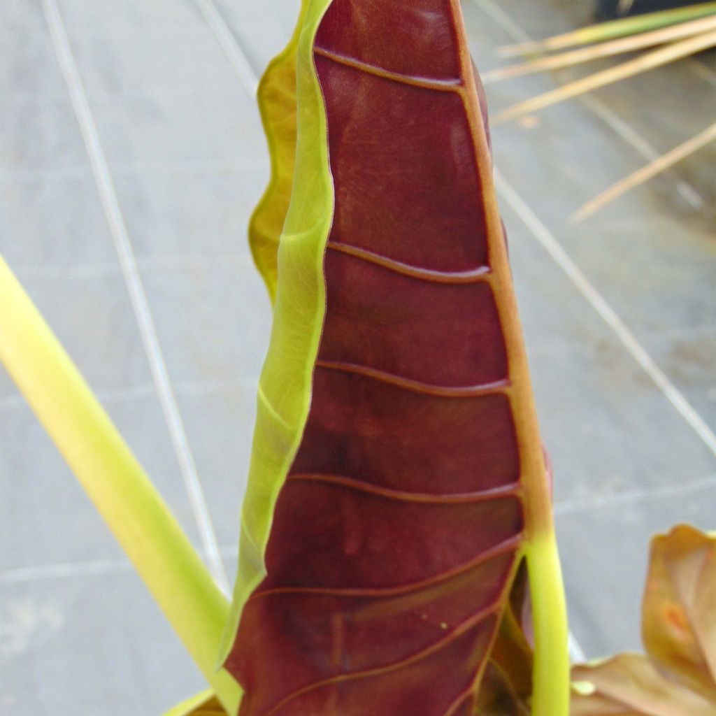 Alocasia Mayan mask - Oreille d'éléphant