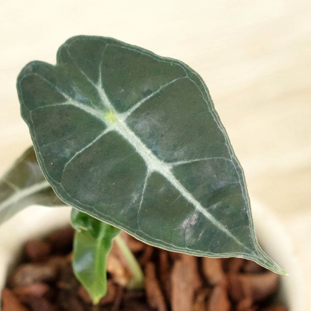 Alocasia Polly - Elephant's ears plant