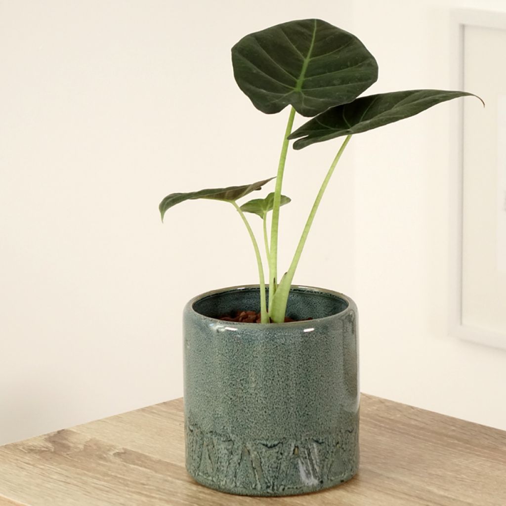 Alocasia Regal Shields - Elephant's ears plant