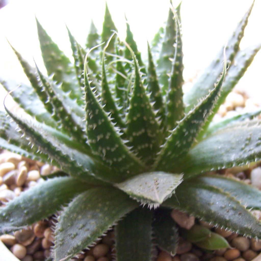 Aloe aristata  