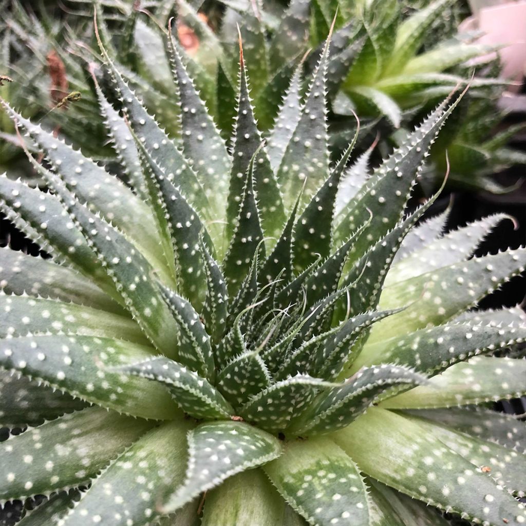 Aloe aristata  