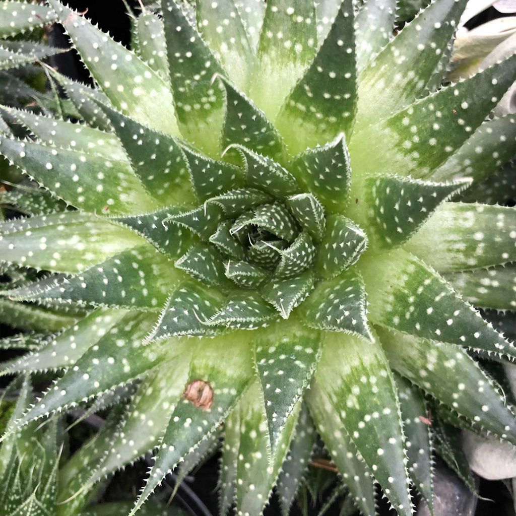Aloe aristata  