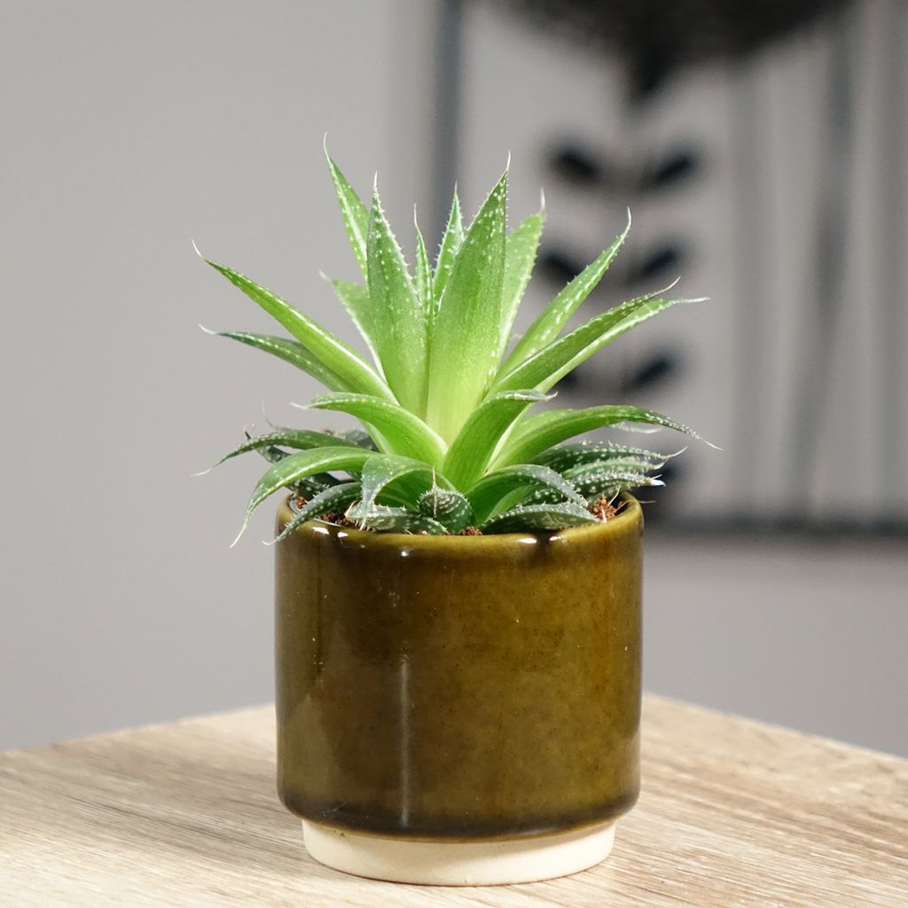 Aloe aristata  