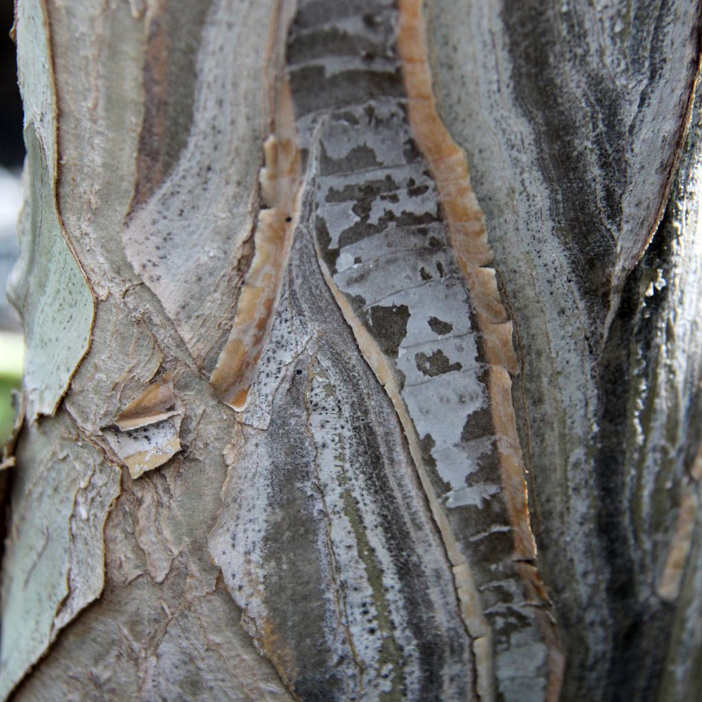 Aloe dichotoma - Quiver tree