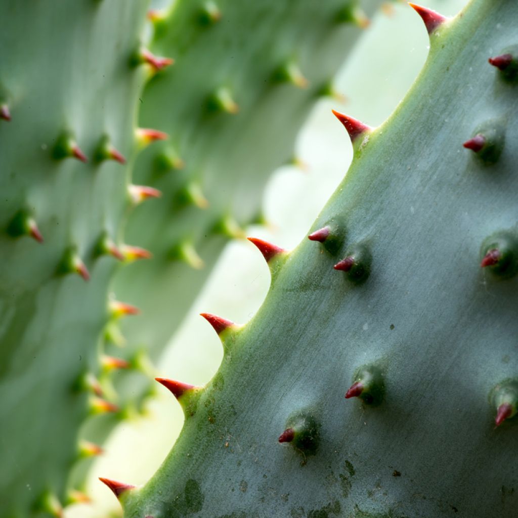 Aloe marlothii - Mountain aloe