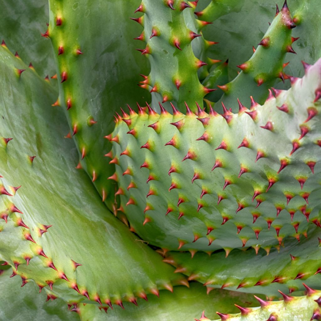 Aloe marlothii - Mountain aloe