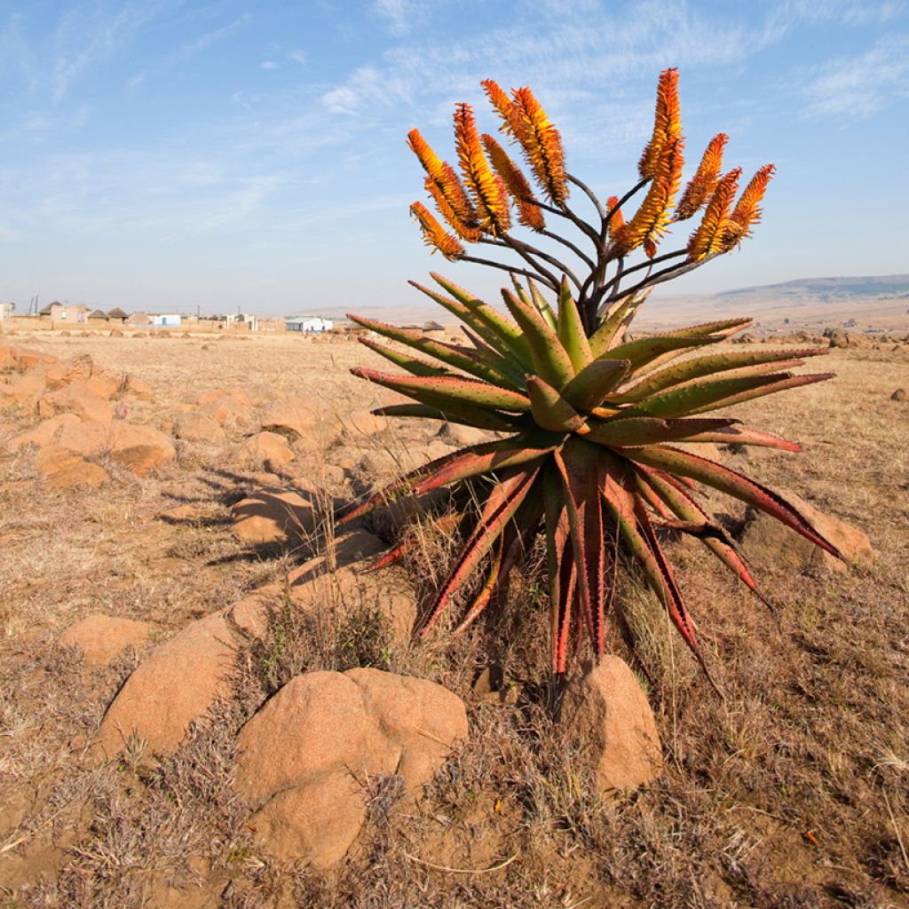 Aloe marlothii - Mountain aloe
