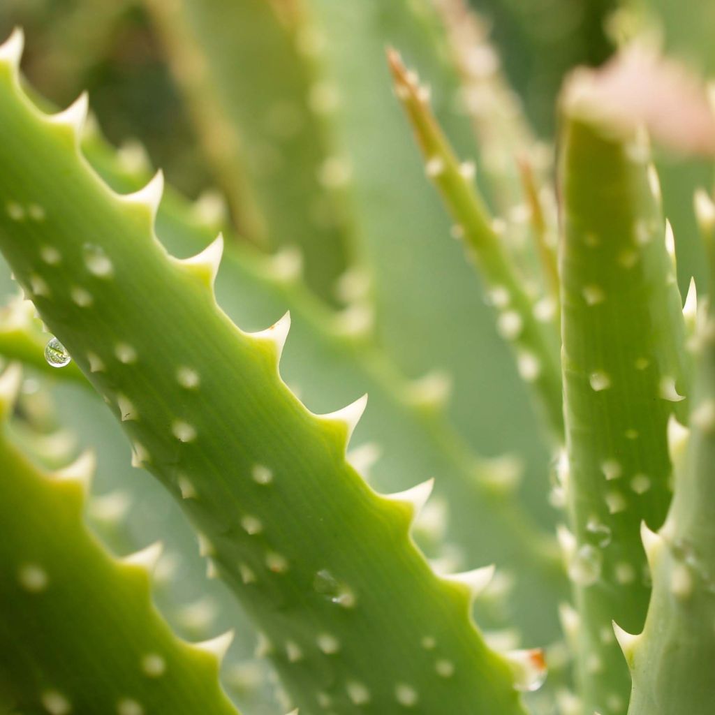Aloe x spinosissima