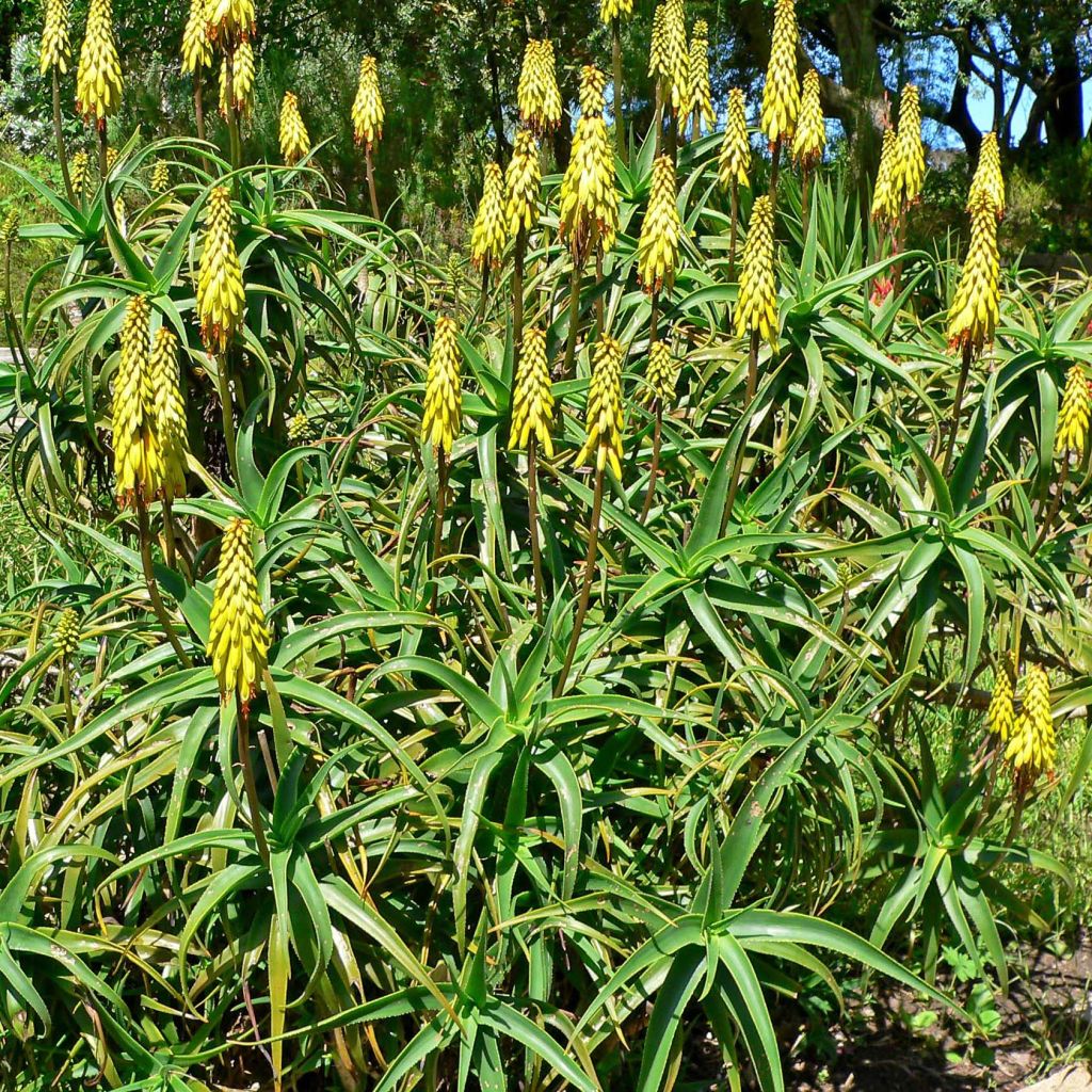 Aloe striatula