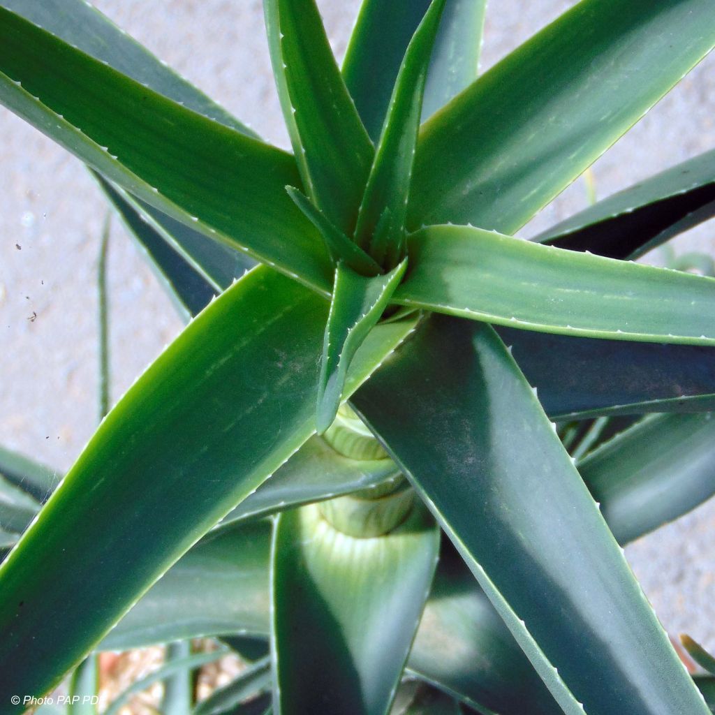 Aloe striatula
