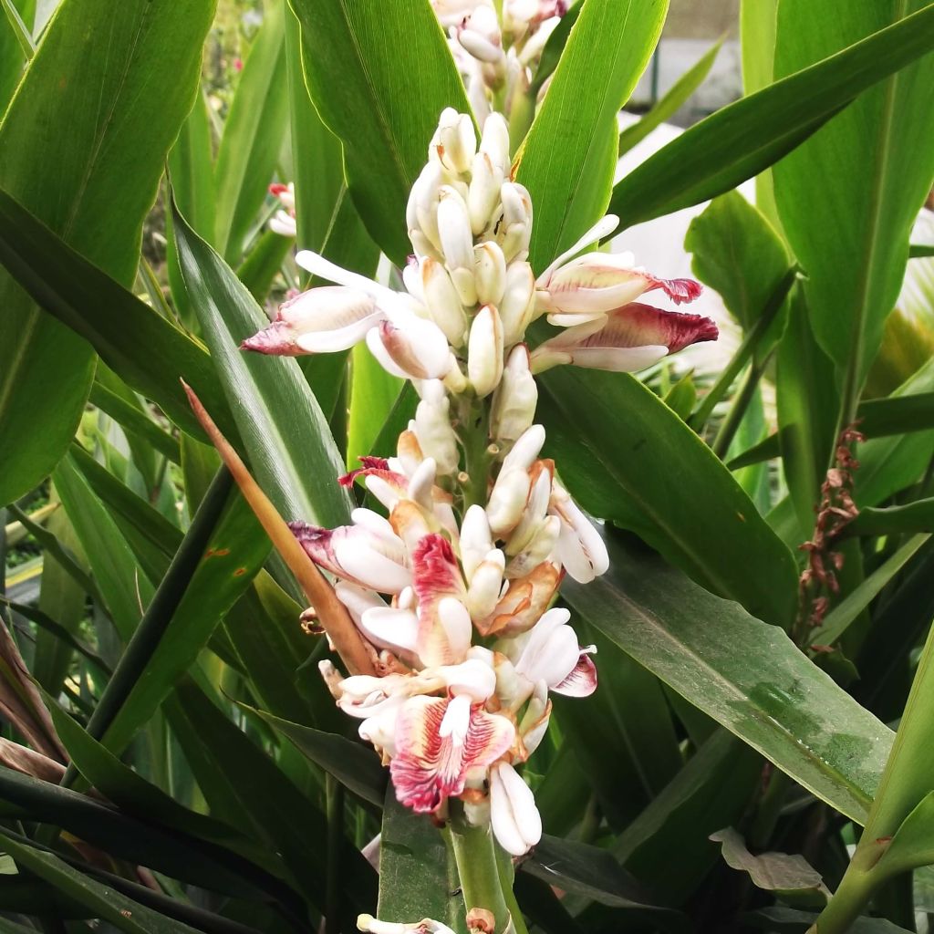 Alpinia galanga