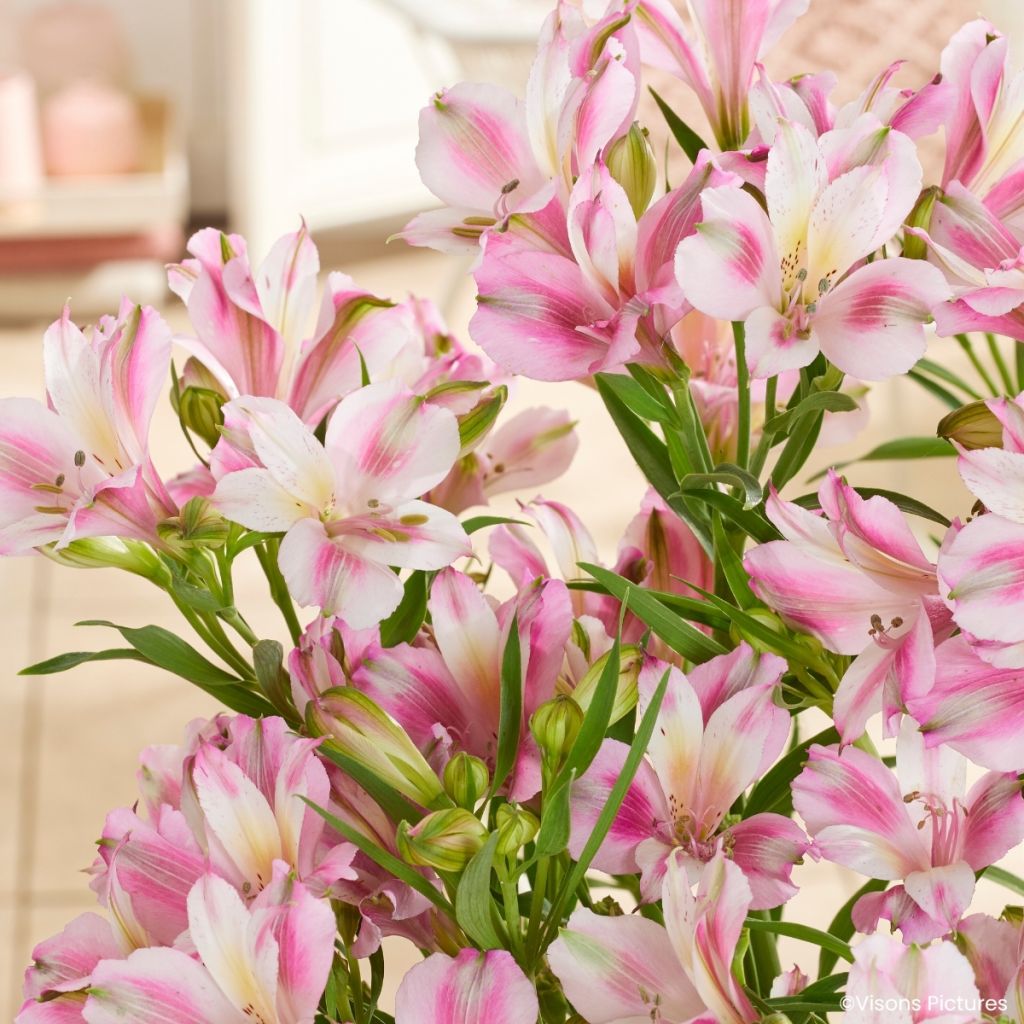 Alstroemeria Duchesses d'Anjou Emilie
