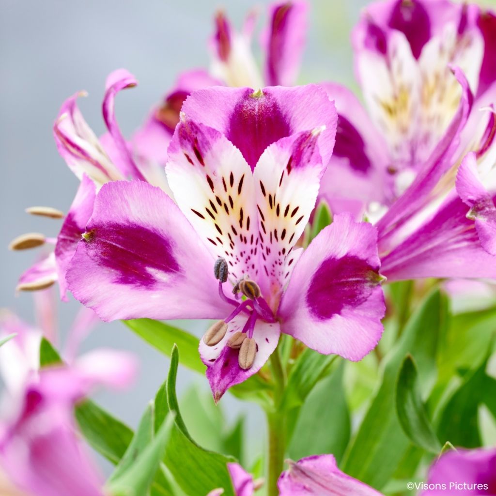 Alstroemeria Duchesses d'Anjou Valentine - Peruvian lily