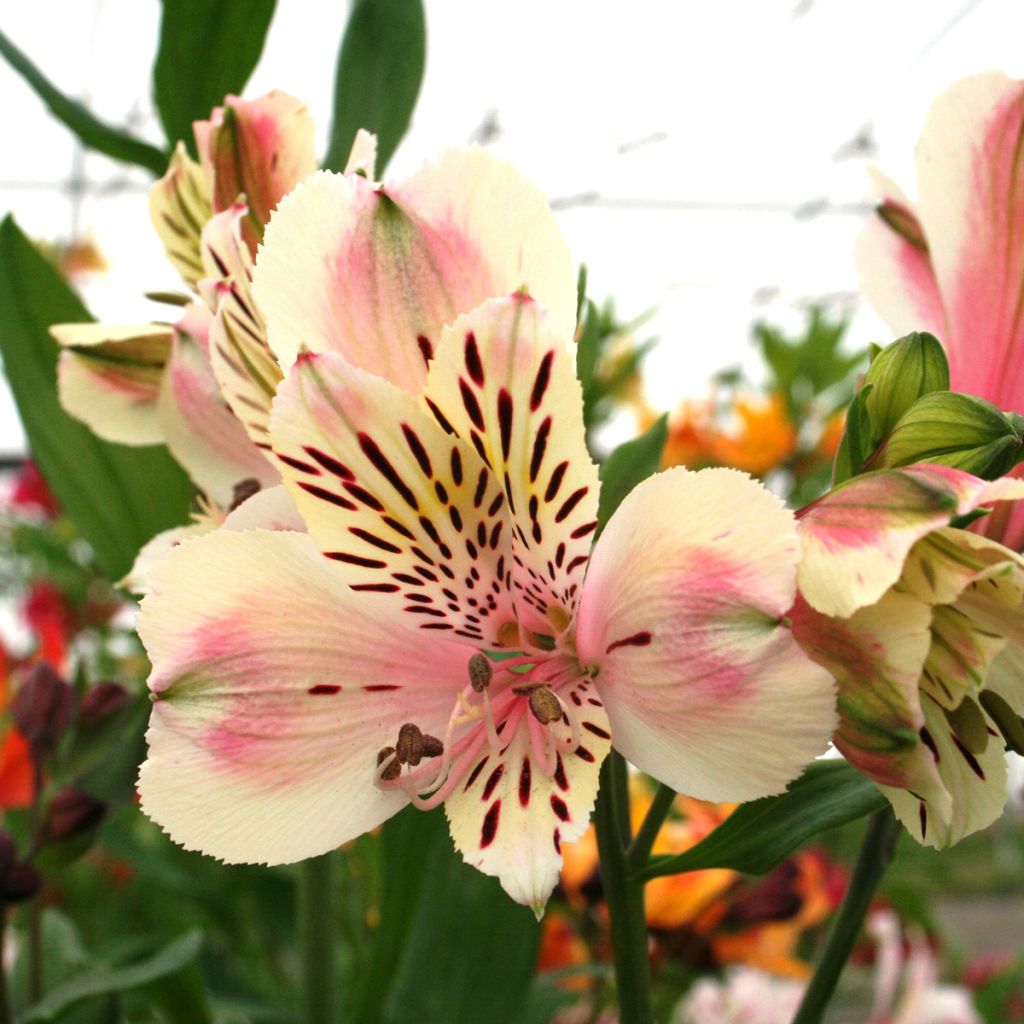 Alstroemeria Majestic Brézé