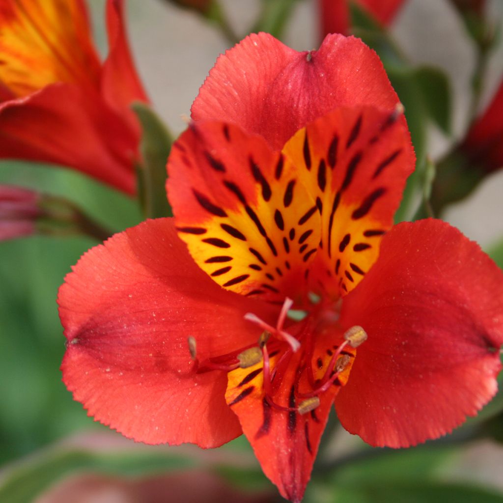 Alstroemeria Majestic Longué