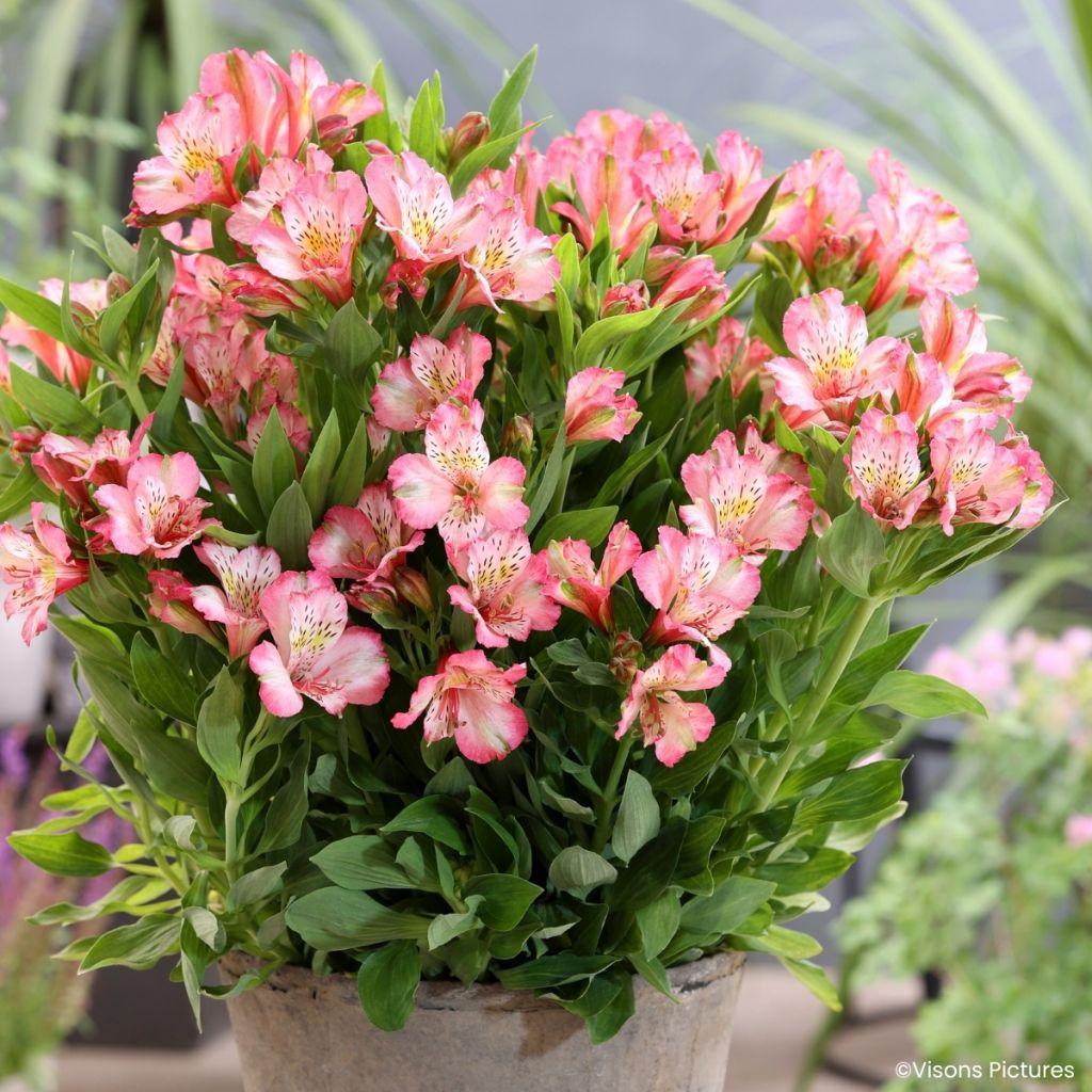 Alstroemeria Pitchounes Charlotte®  - Dwarf Peruvian lily