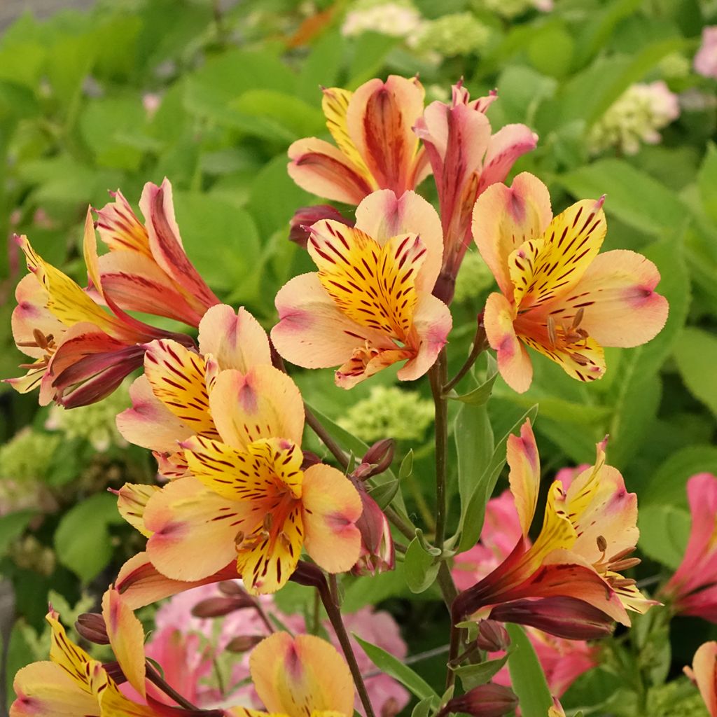 Alstroemeria Duc d'Anjou Nicolas