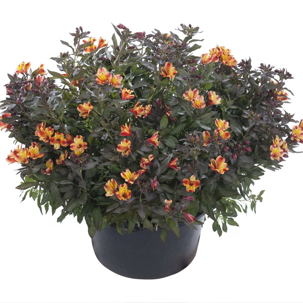 Alstroemeria Indian Summer