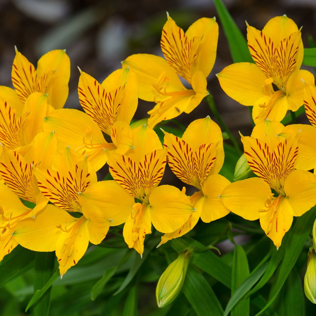 Alstroemeria aurea Lutea