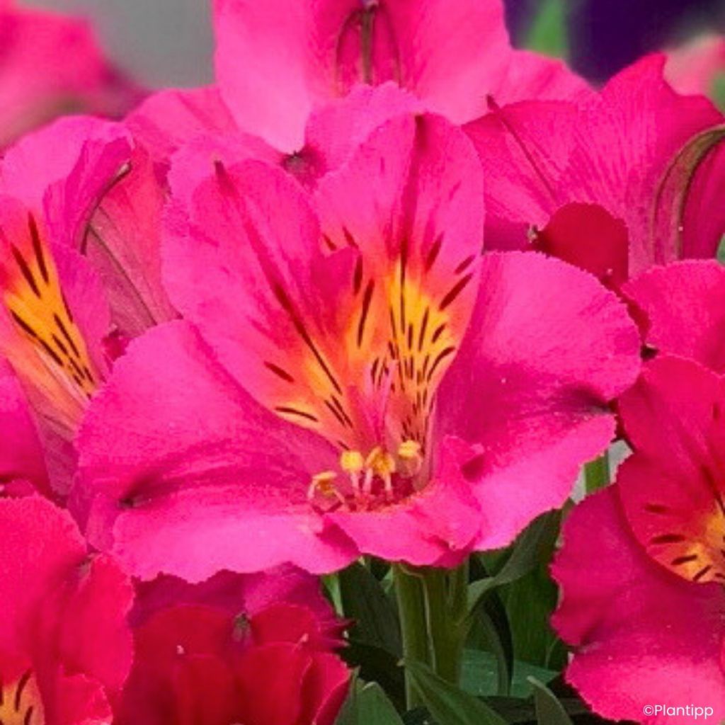 Alstroemeria Incalys Cherry - Dwarf Peruvian lily