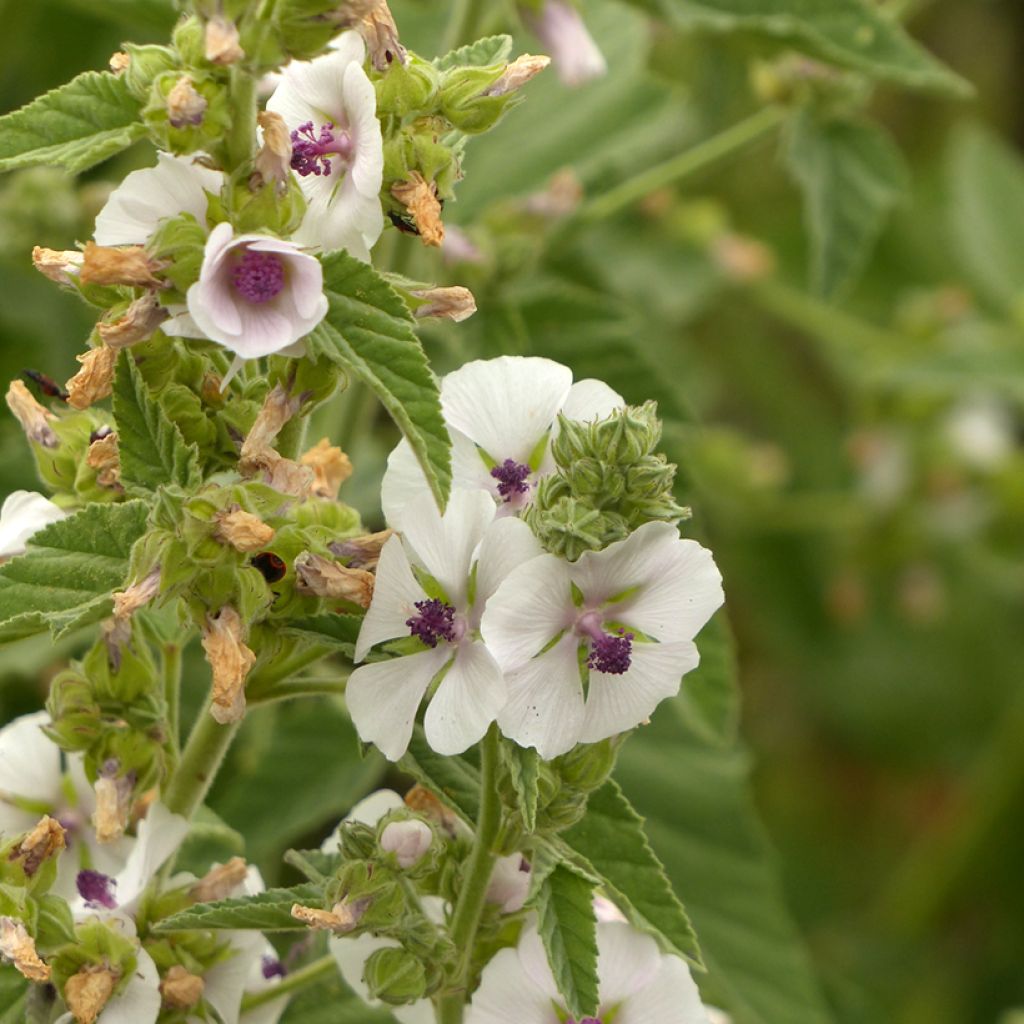 Althaea officinalis