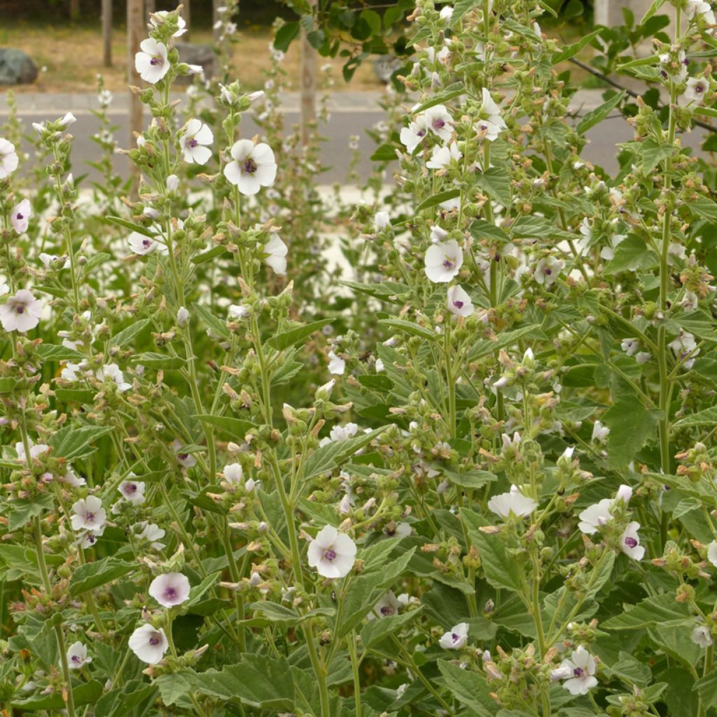 Althaea officinalis