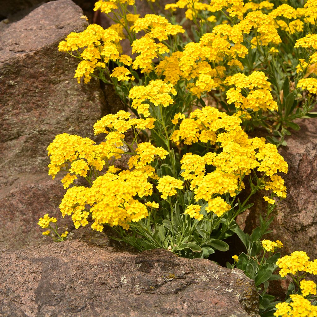 Alyssum saxatilis Goldkugel