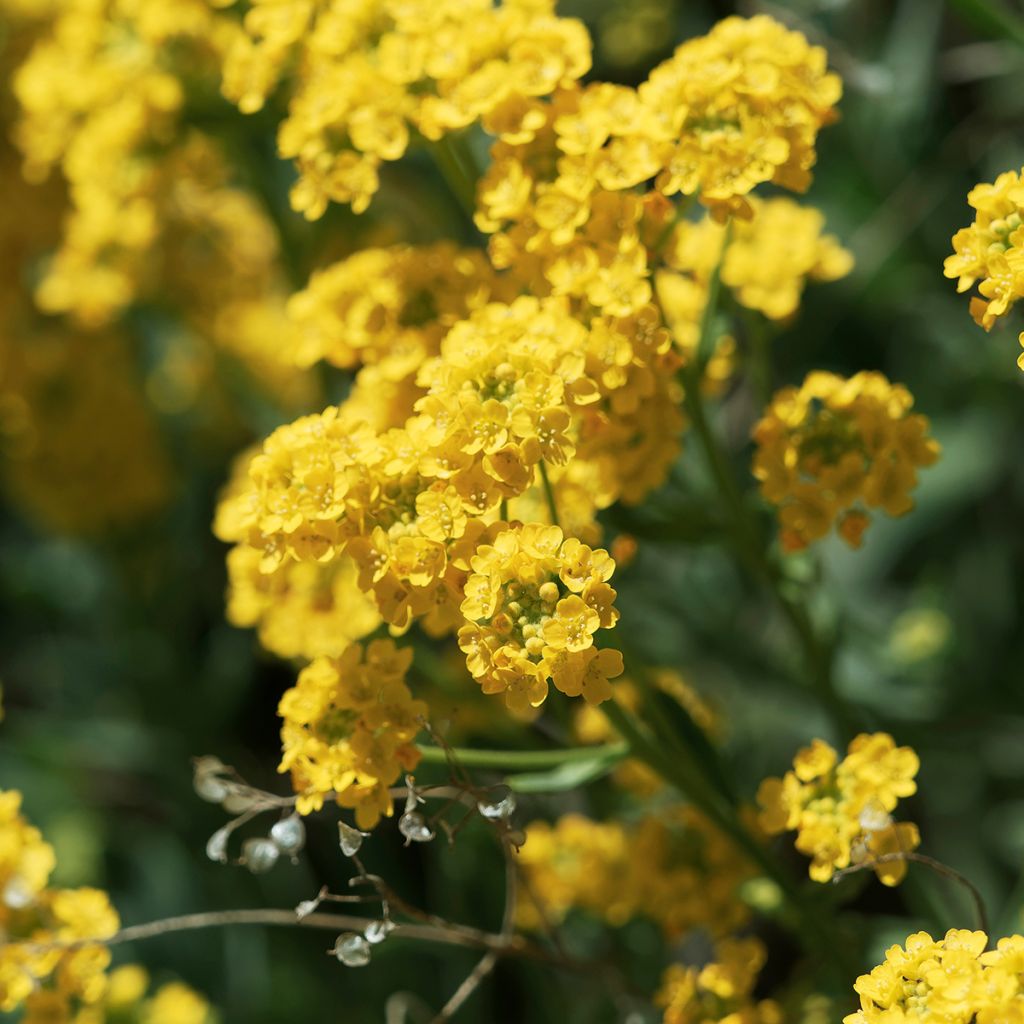 Alyssum saxatilis Goldkugel