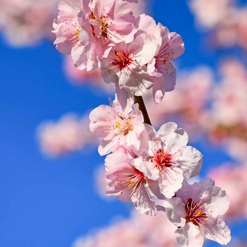 Common Almond Tree - Prunus dulcis