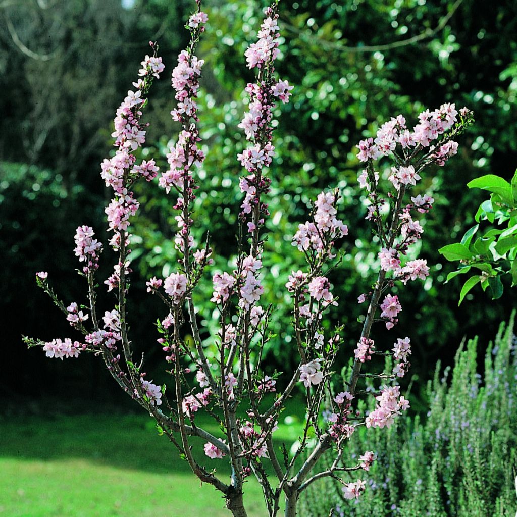 Dwarf Almond Garden Prince