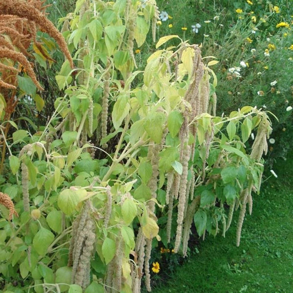 Amaranthus caudatus Viridis