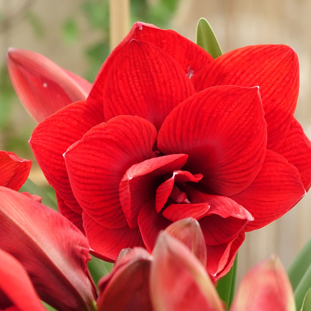 Hippeastrum Double Dragon - Amarylis