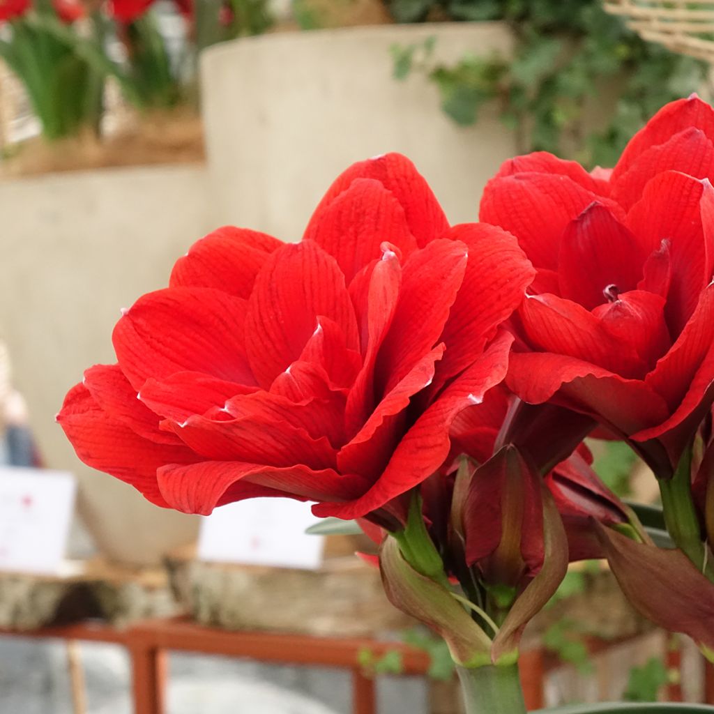 Hippeastrum Double Dragon - Amarylis