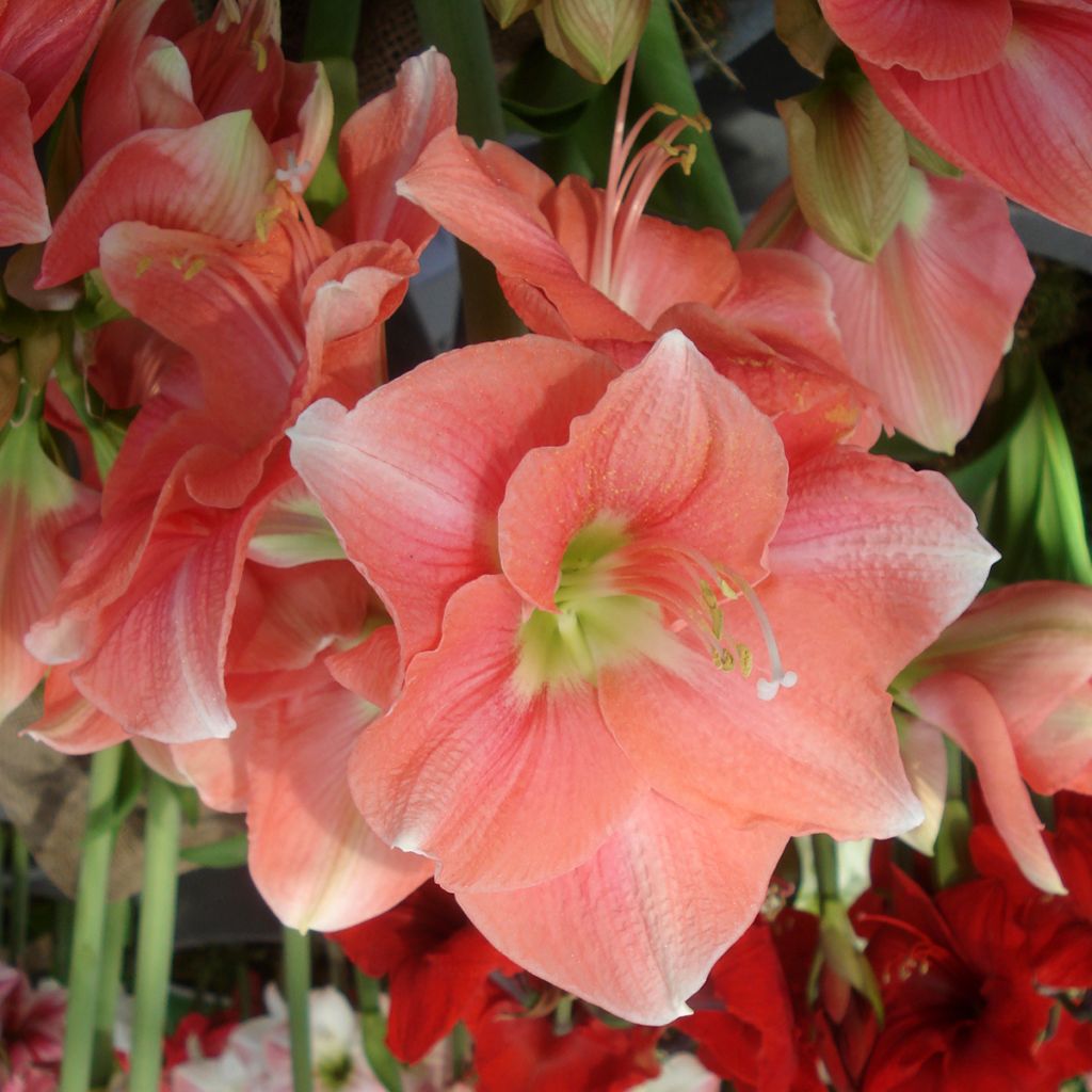 Hippeastrum Rosalie - Amaryllis