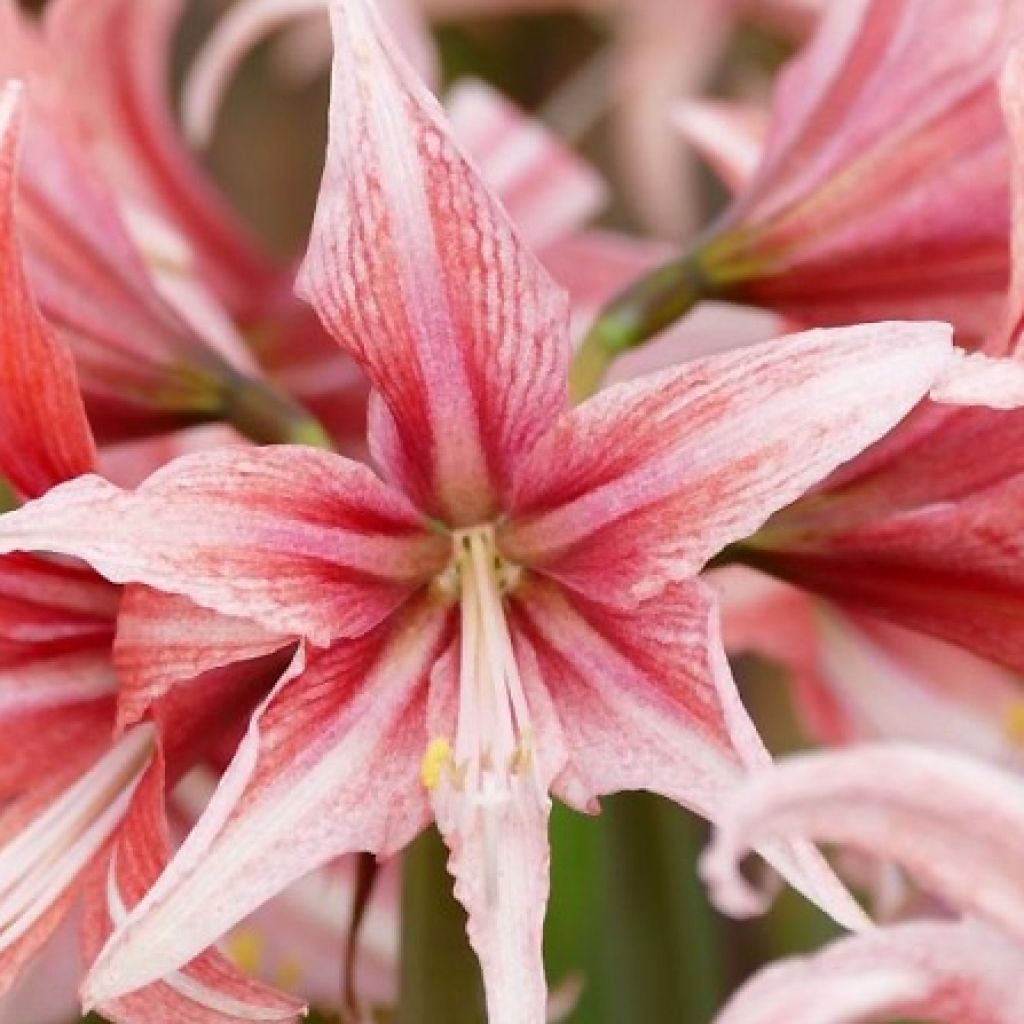 Hippeastrum Sweet Lilian