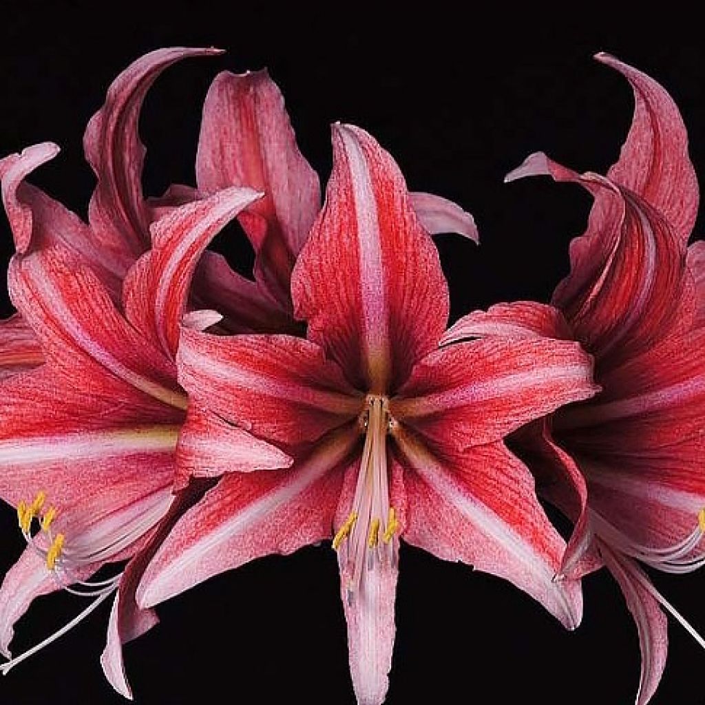 Hippeastrum Sweet Lilian