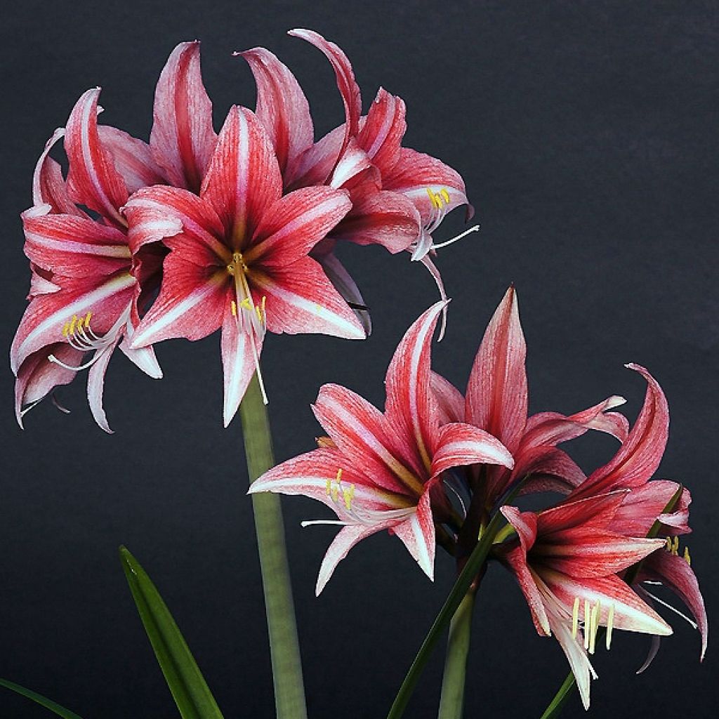 Hippeastrum Sweet Lilian