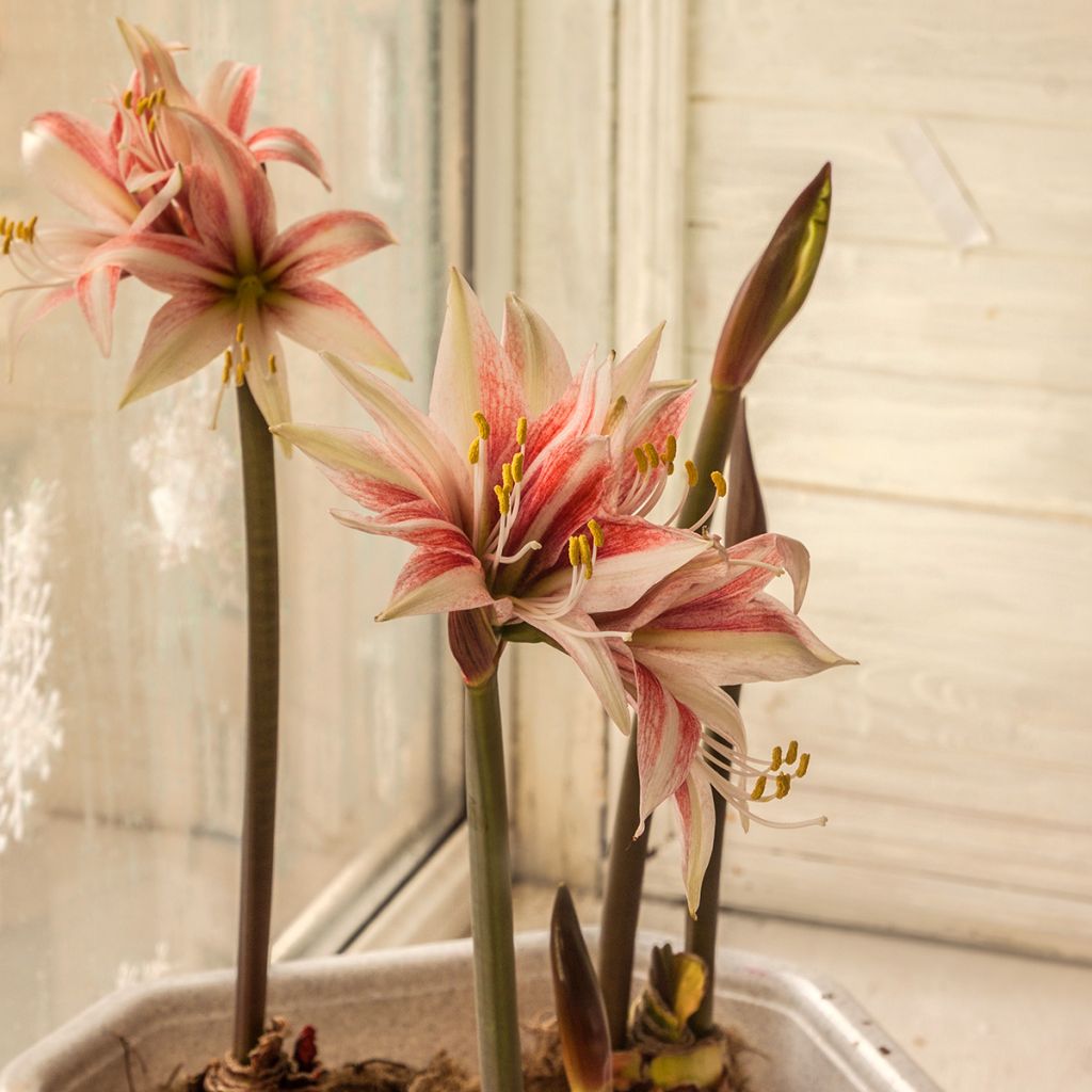 Hippeastrum Sweet Lilian