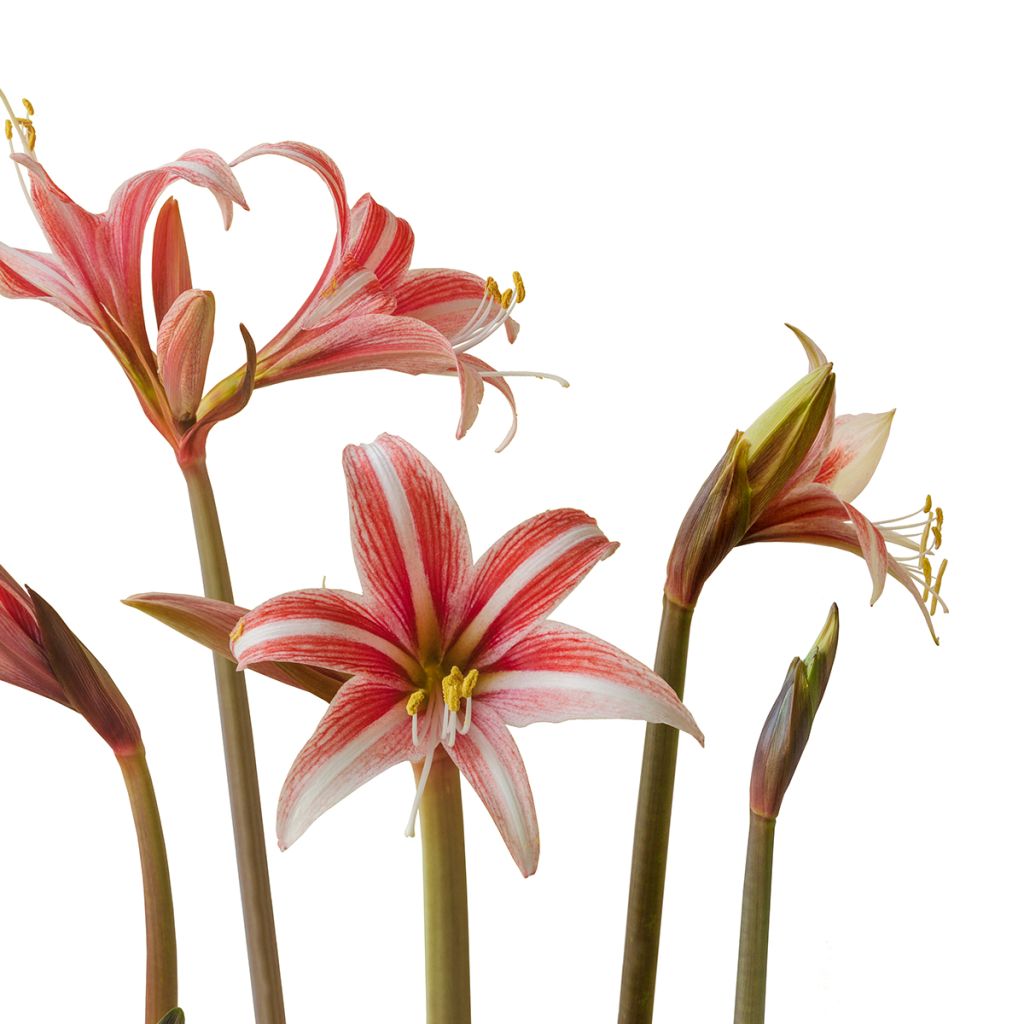 Hippeastrum Sweet Lilian