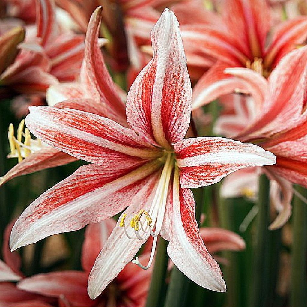 Hippeastrum Sweet Lilian