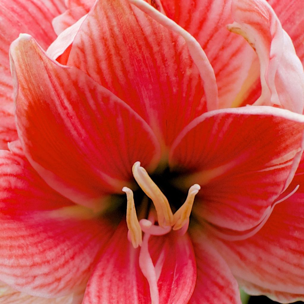 Hippeastrum Sweet Nymph - Amaryllis