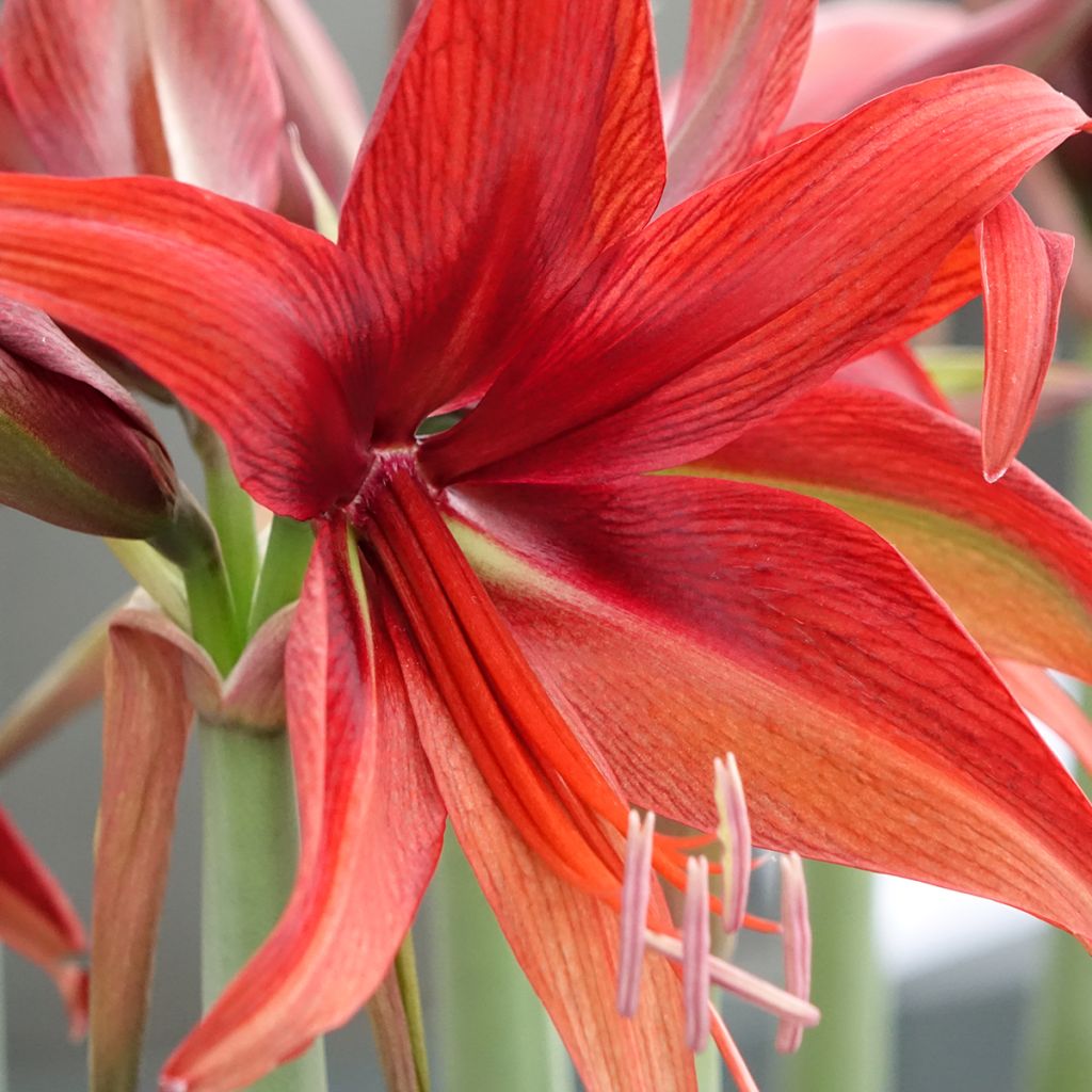 Hippeastrum Bogota - Amaryllis, spider group hippeastrum