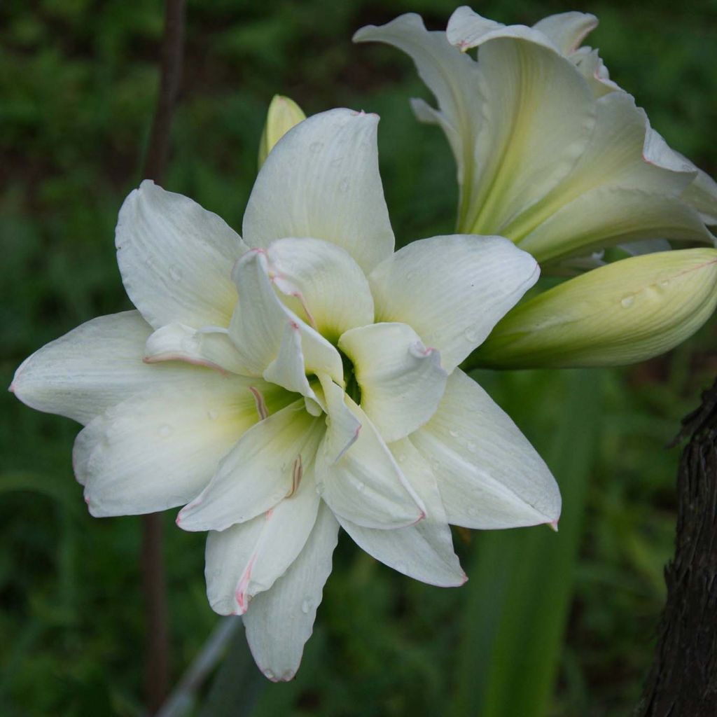 Hippeastrum sonatini Alasca