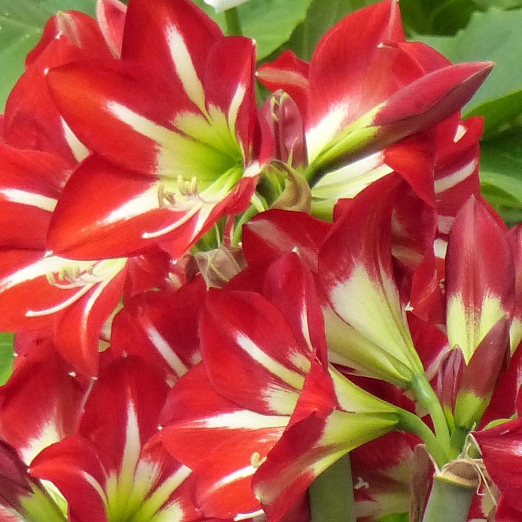 Hippeastrum sonatini Balentino