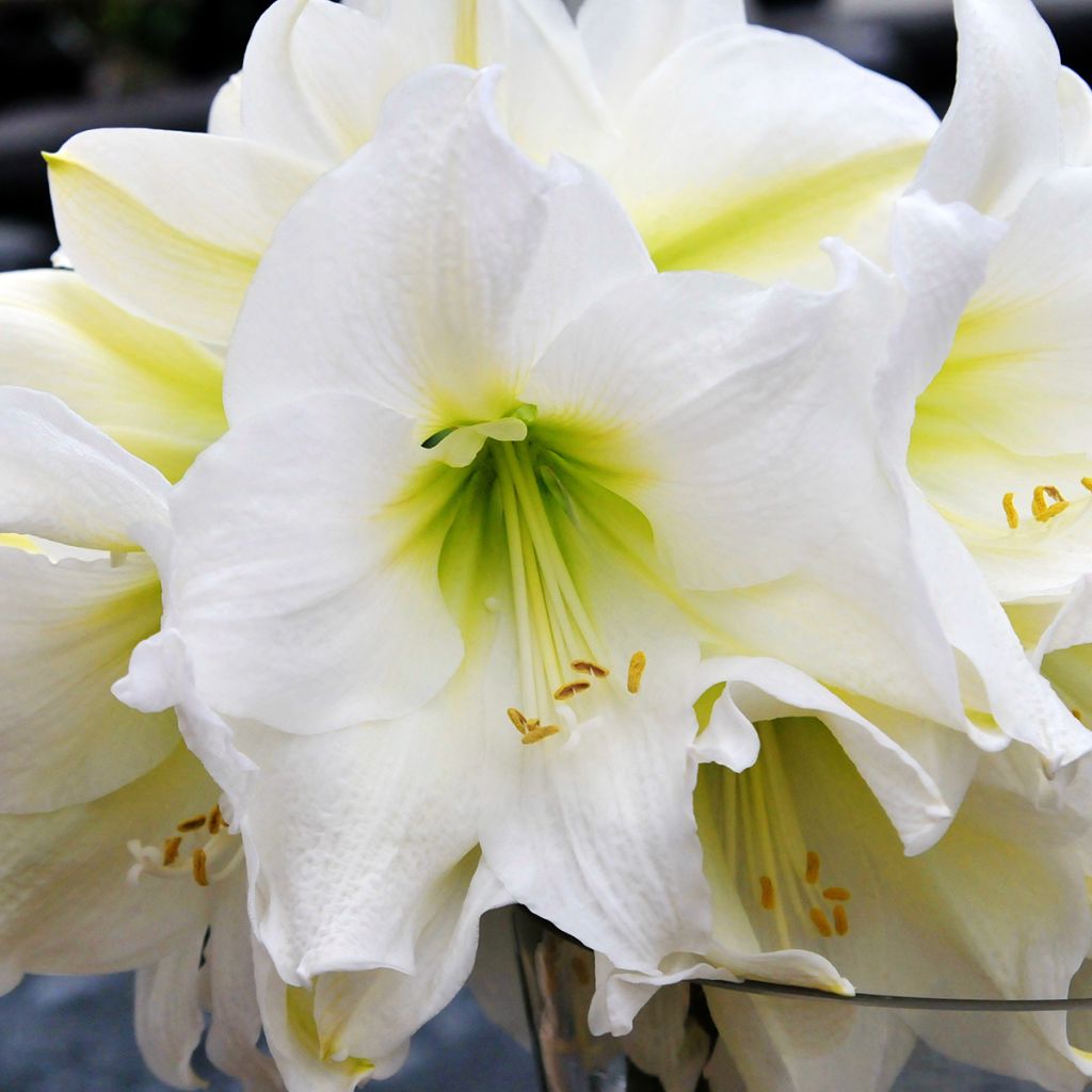 Hippeastrum Christmas Gift - Amaryllis