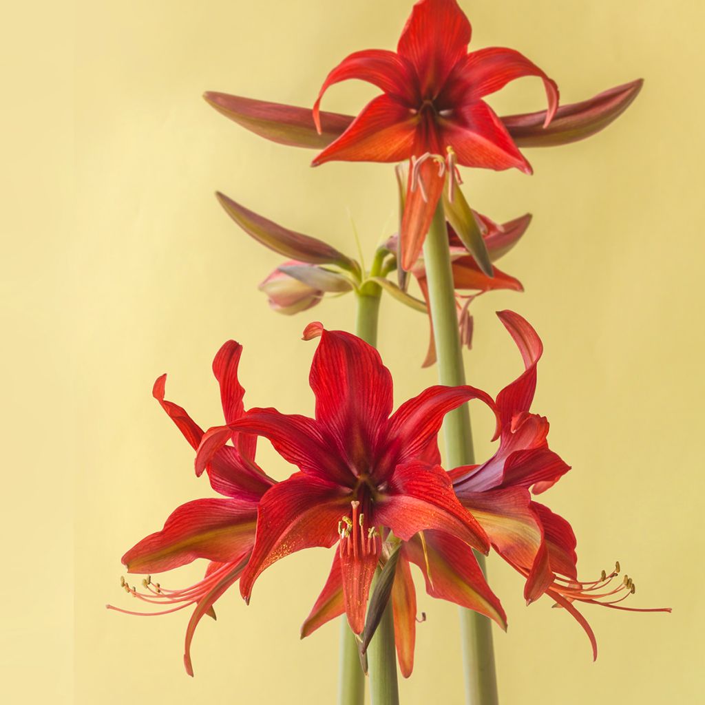 Hippeastrum Bogota - Amaryllis, spider group hippeastrum